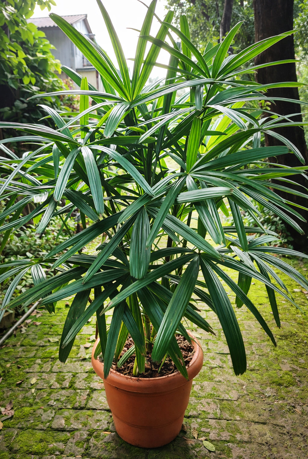 Lady Palm