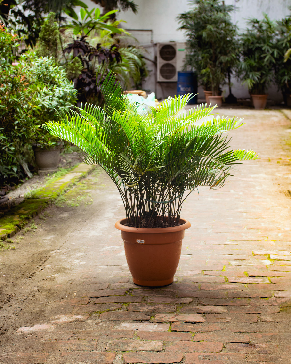 Coontie Palm