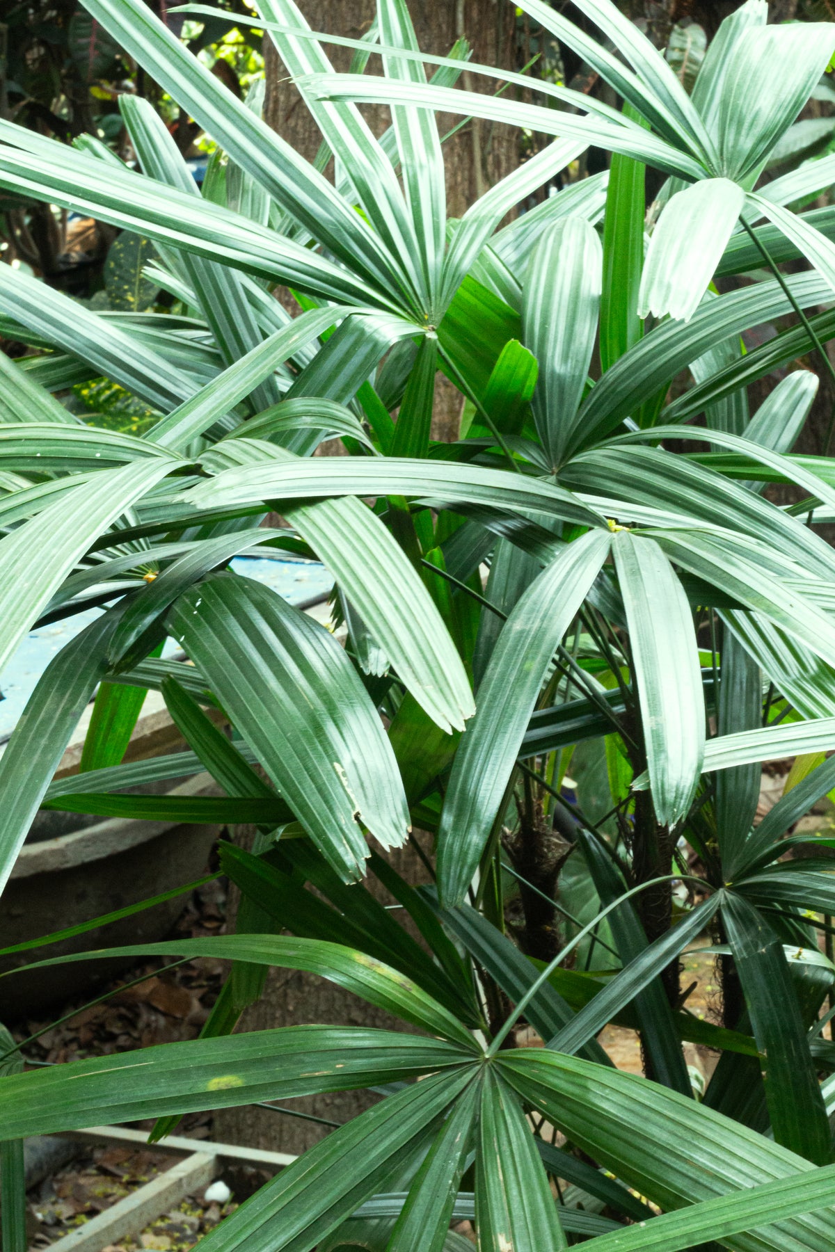 Lady Palm