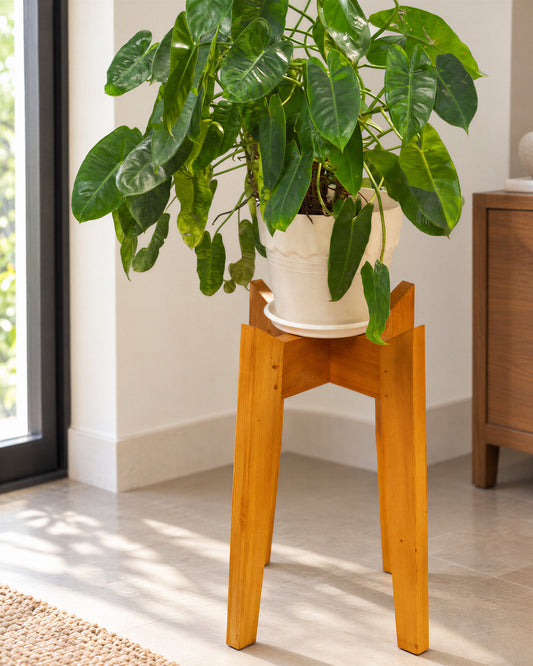 Philodendron burle-marxii × Wildwood Axis Combo