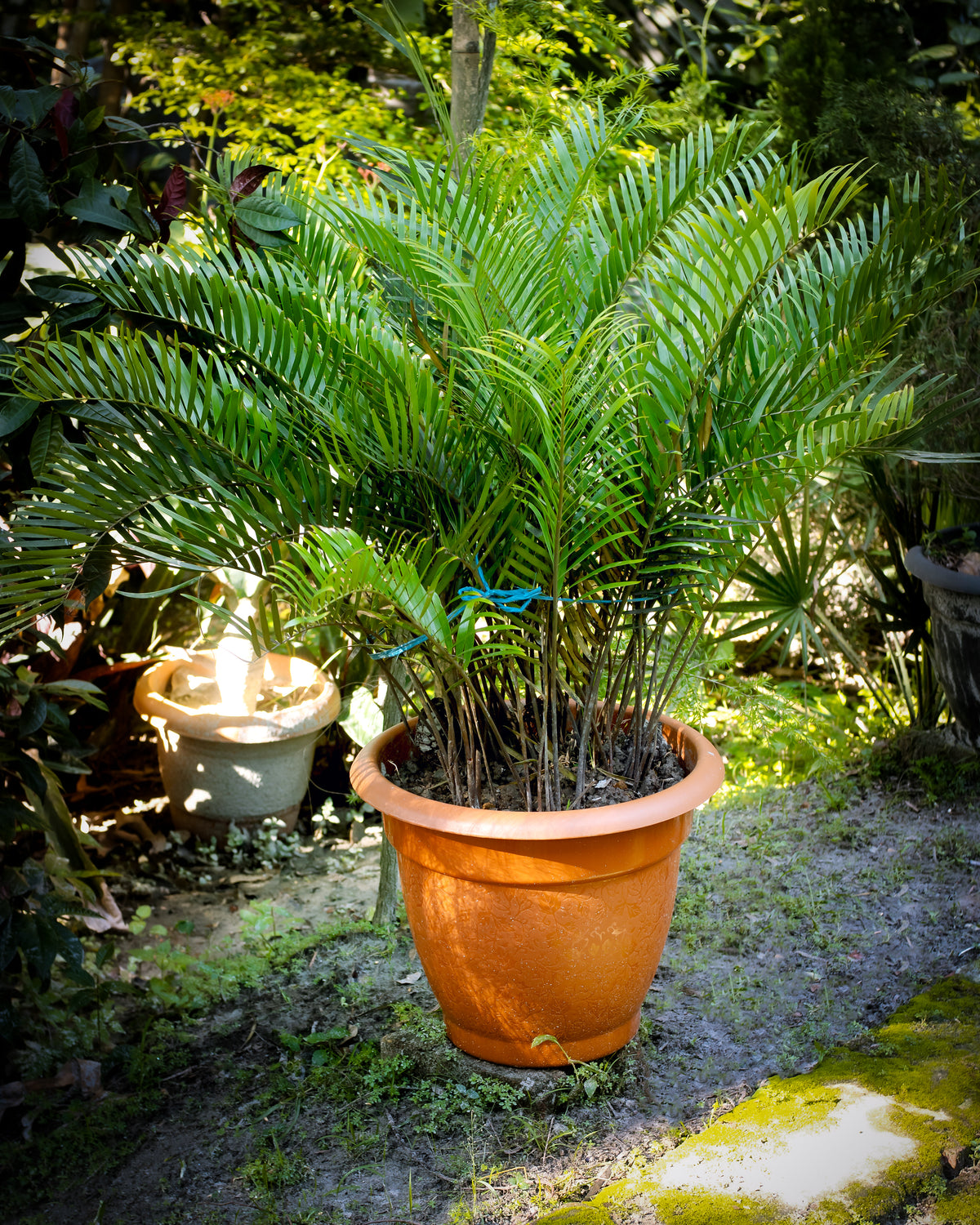 Coontie Palm