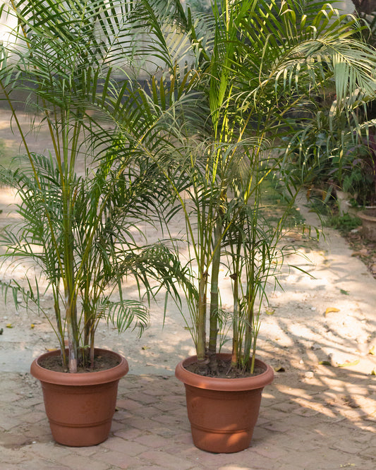 Butterfly Palm AKA Areca Palm