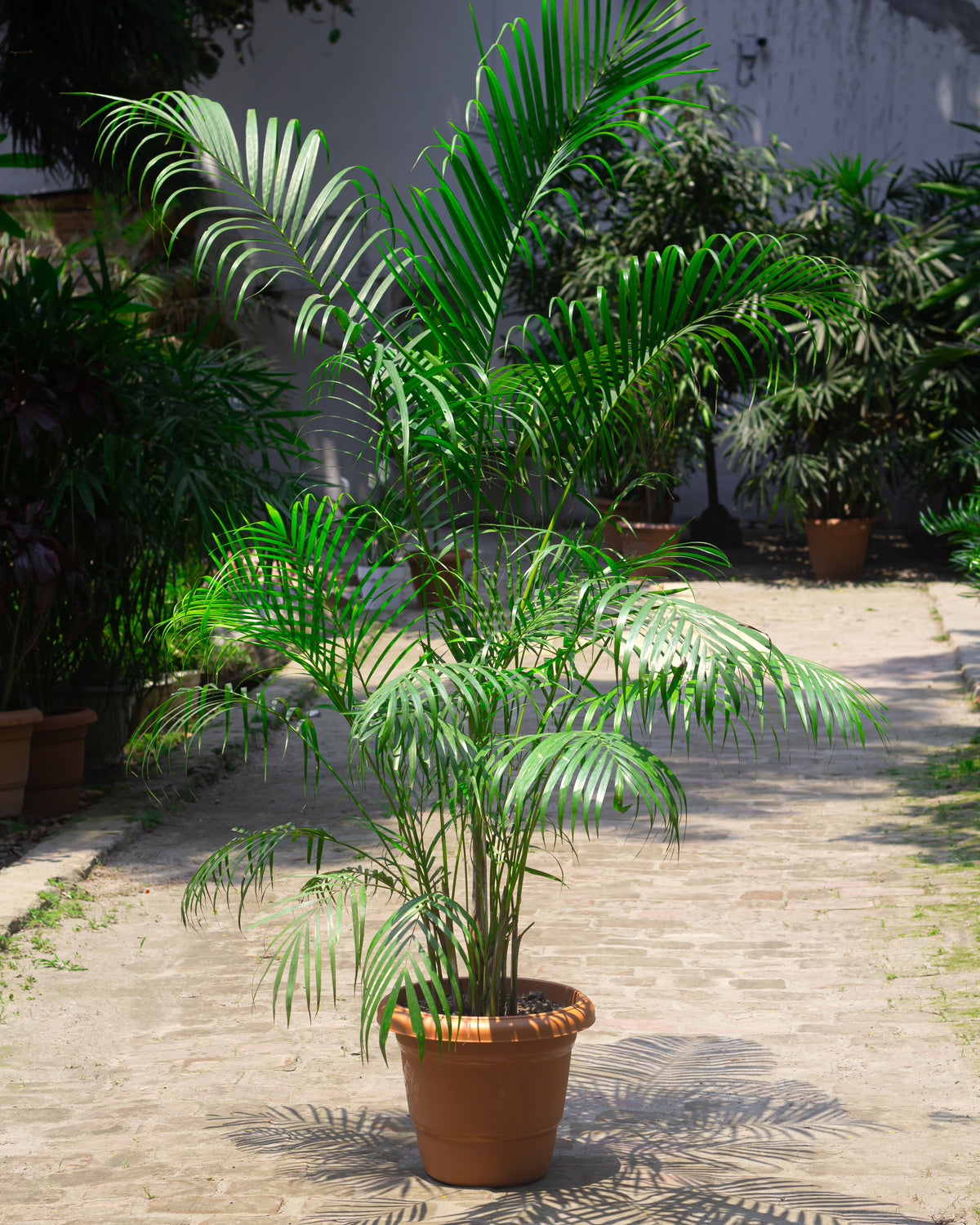 Butterfly Palm AKA Areca Palm