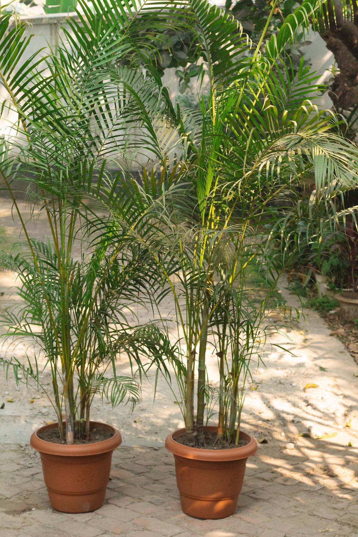 Butterfly Palm AKA Areca Palm