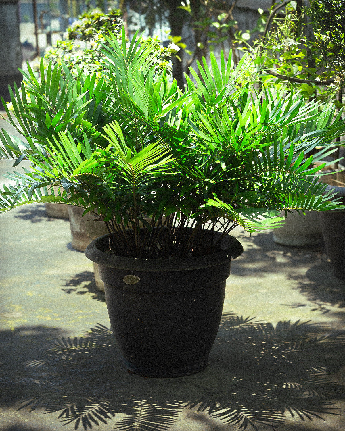 Coontie Palm