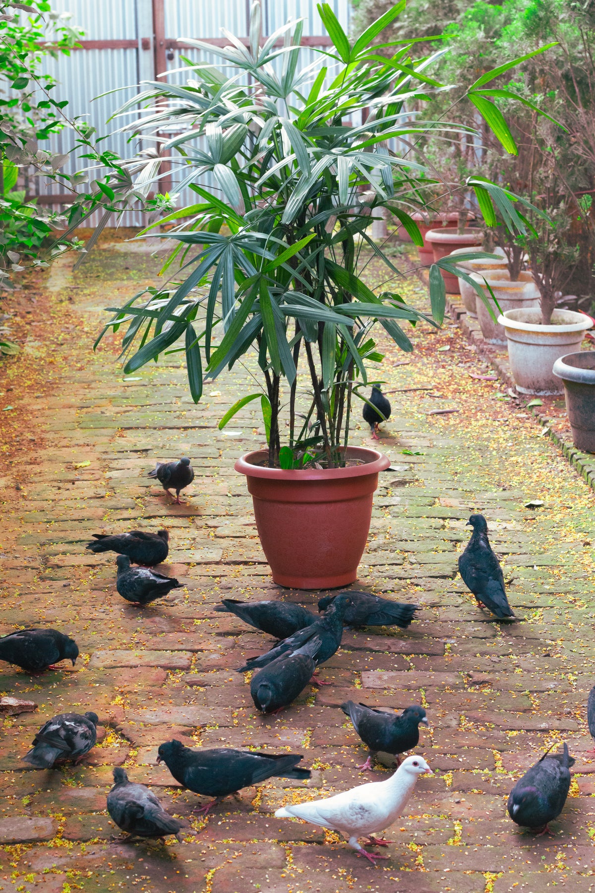 Lady Palm