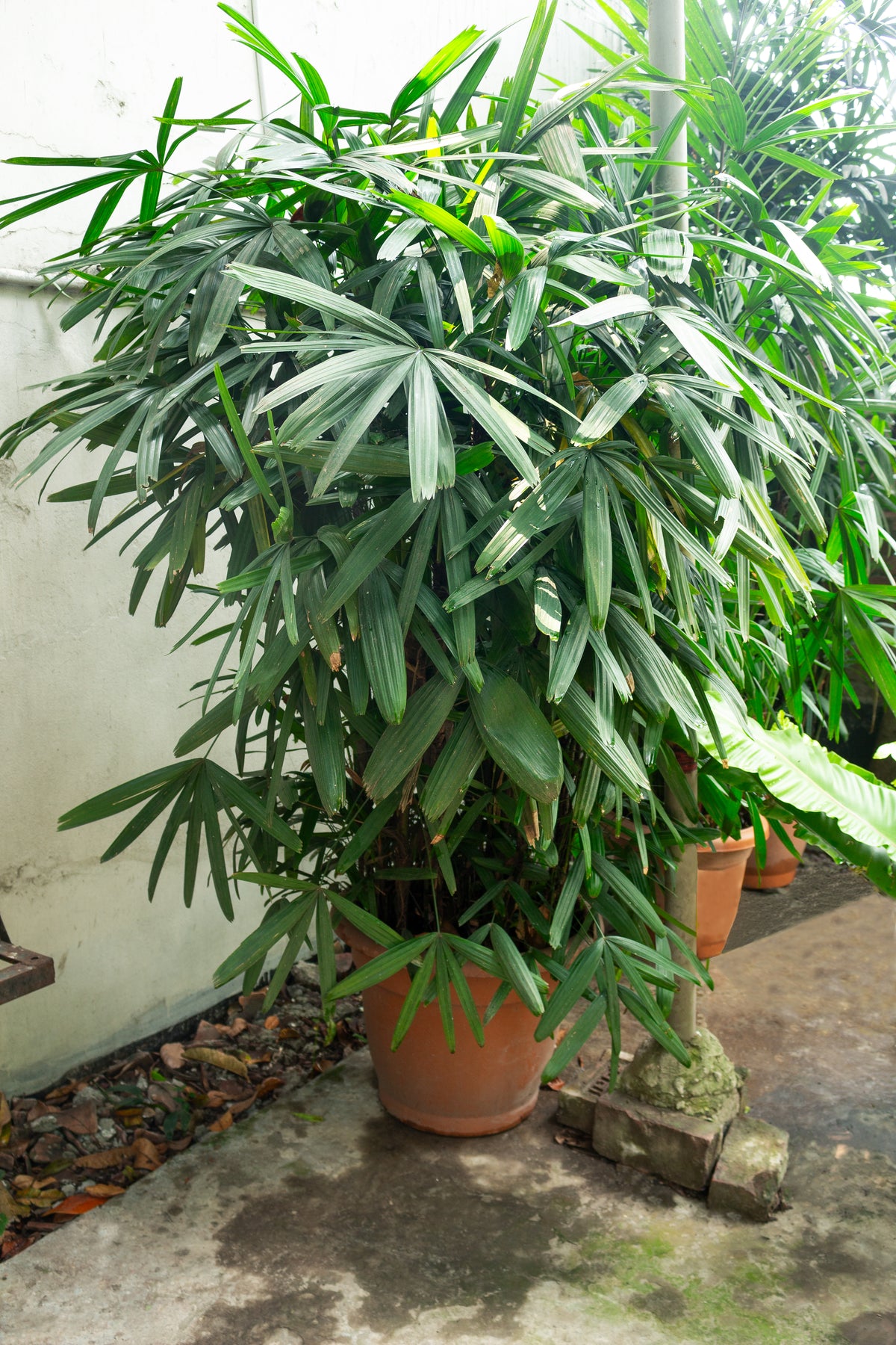 Lady Palm